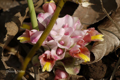 Curcuma mutabilis